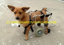 Chariot à 4 roues pour chien paralysie arriére