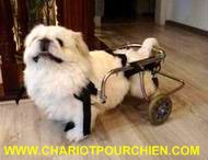 Un chien heureux dans son chariot :-)