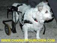Chariot pour chien paralysie arriére