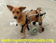 chariot pour chien paralysie arriére à 4 roues