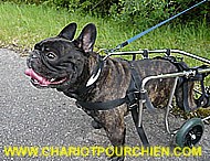 Bubba dans son chariot pour chien