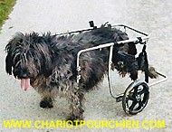 Dvzeki a bord de son appareillage a roulettes pour animaux handicapés