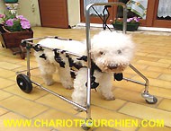 Jimmy a bord de sa voiturette pour chien quadraplégique