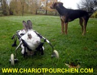 Chariot pour lapine handicap arrière