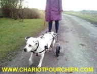 Olga dans son chariot pour chien