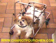 Rudy a bord de son chariot pour chien