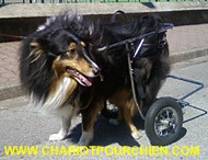 Toscan dans son chariot pour chien handicapé