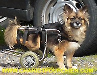 Fanette dans son Chariot pour chien