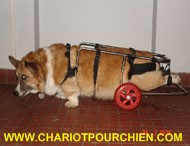 Chariot pour chien handicap arrière