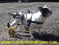 voiturette pour chien handicap arrièrre